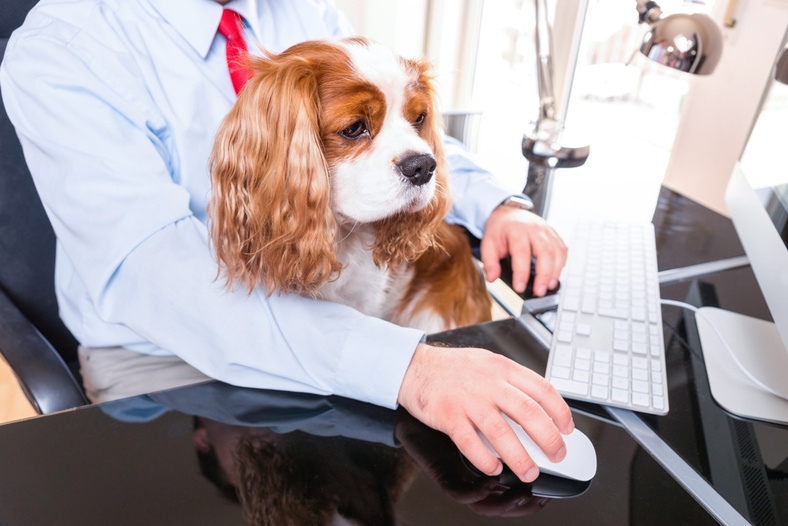 Hund am Arbeitsplatz Nicht ohne meinen Fiffi Myjob.ch