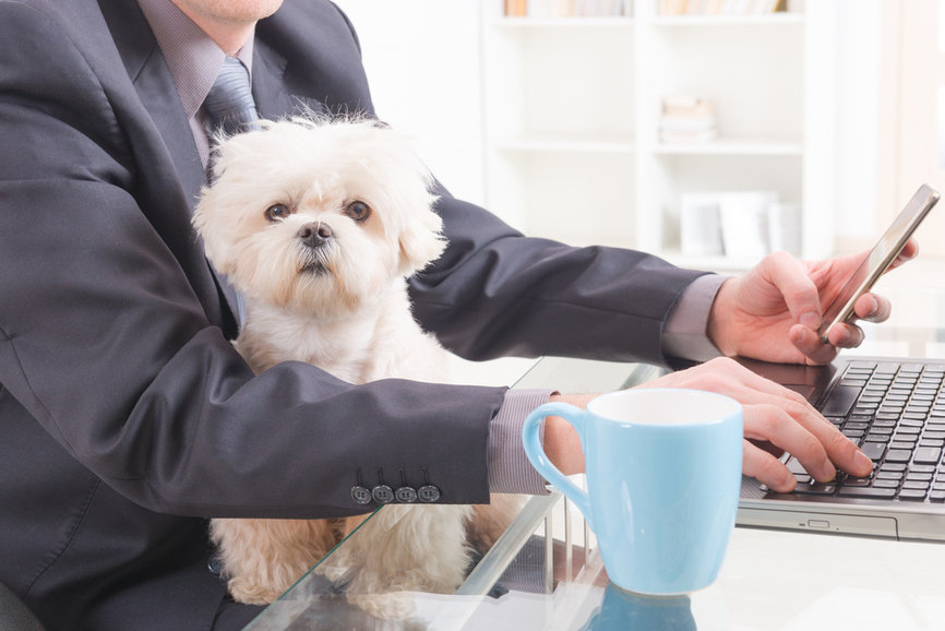 Arbeitsmodell „Hund im Büro“ – Was soll das?